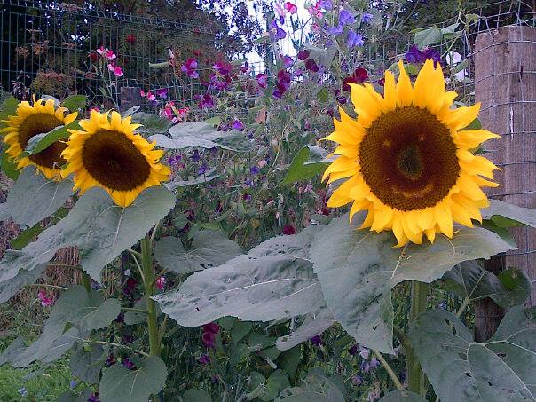 Gardening with children